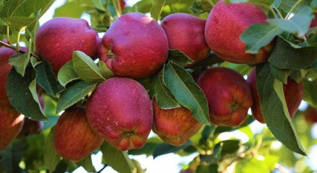 A legegészségesebb almafajták